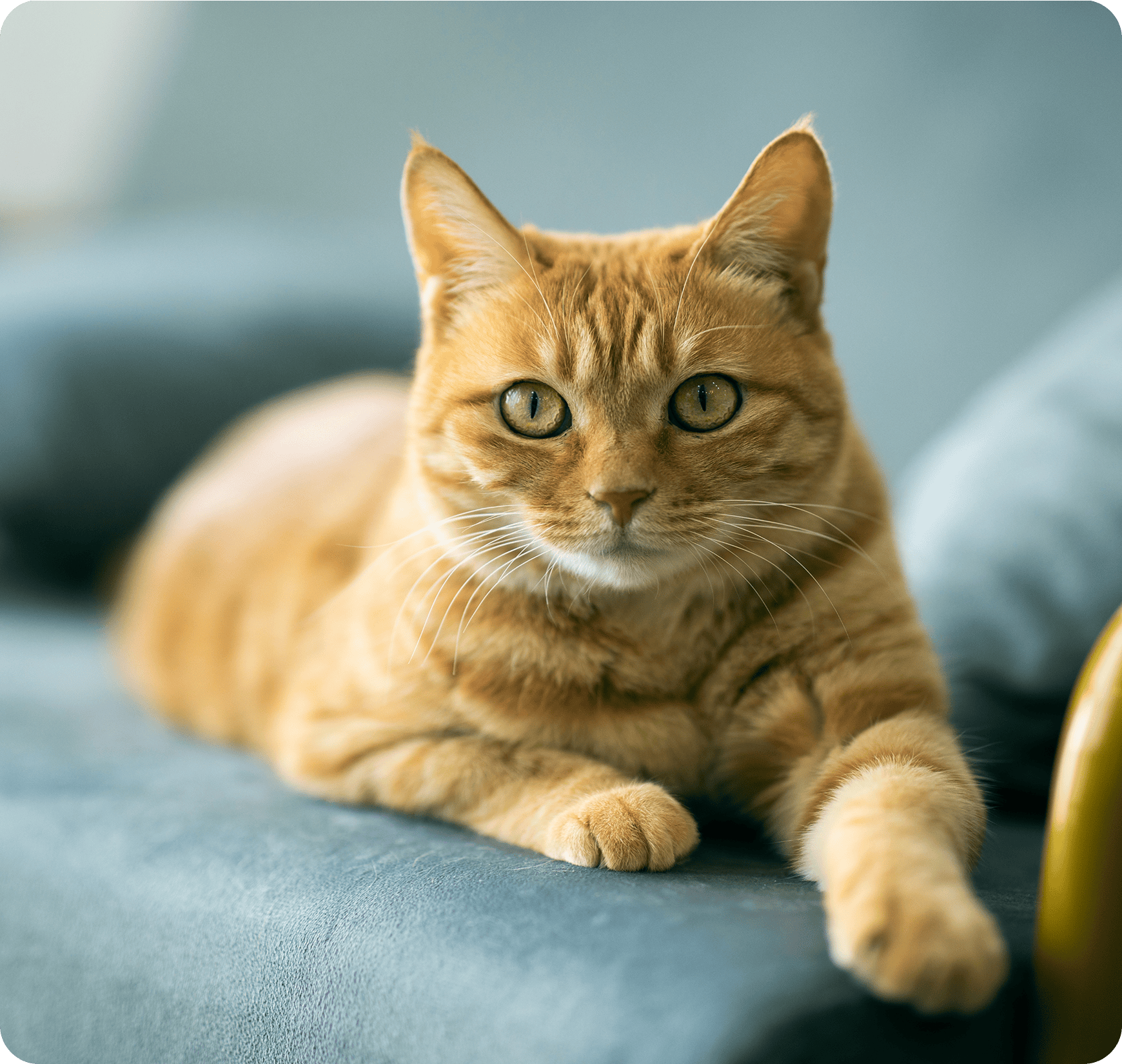 Orange tabby cat lounging on blue sofa.