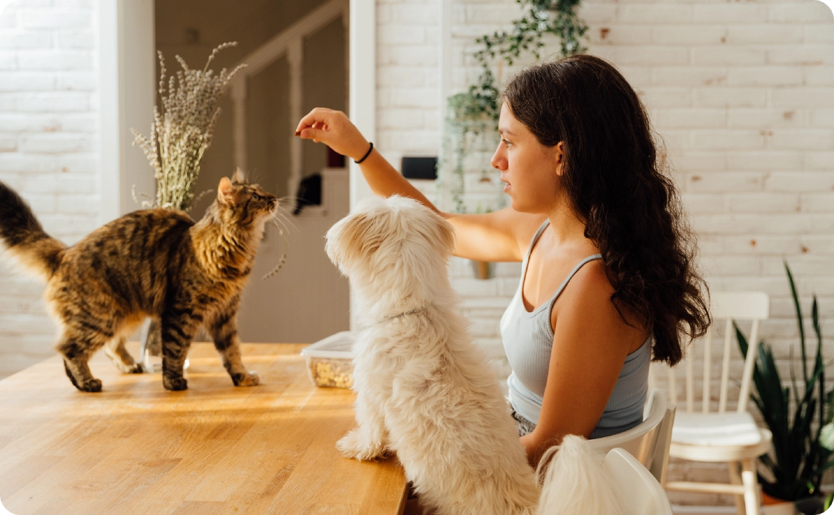 Woman feeding cat and dog at table.