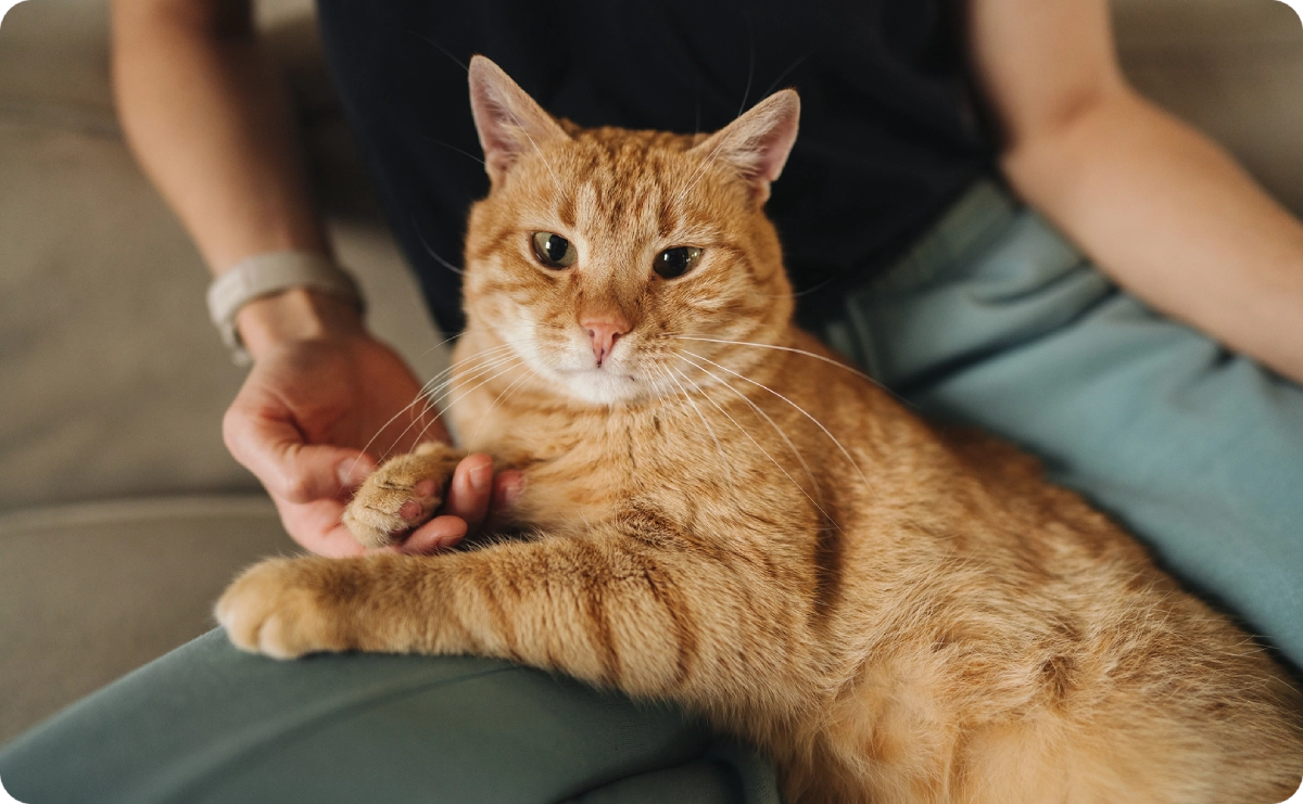 Orange cat resting on person's lap.