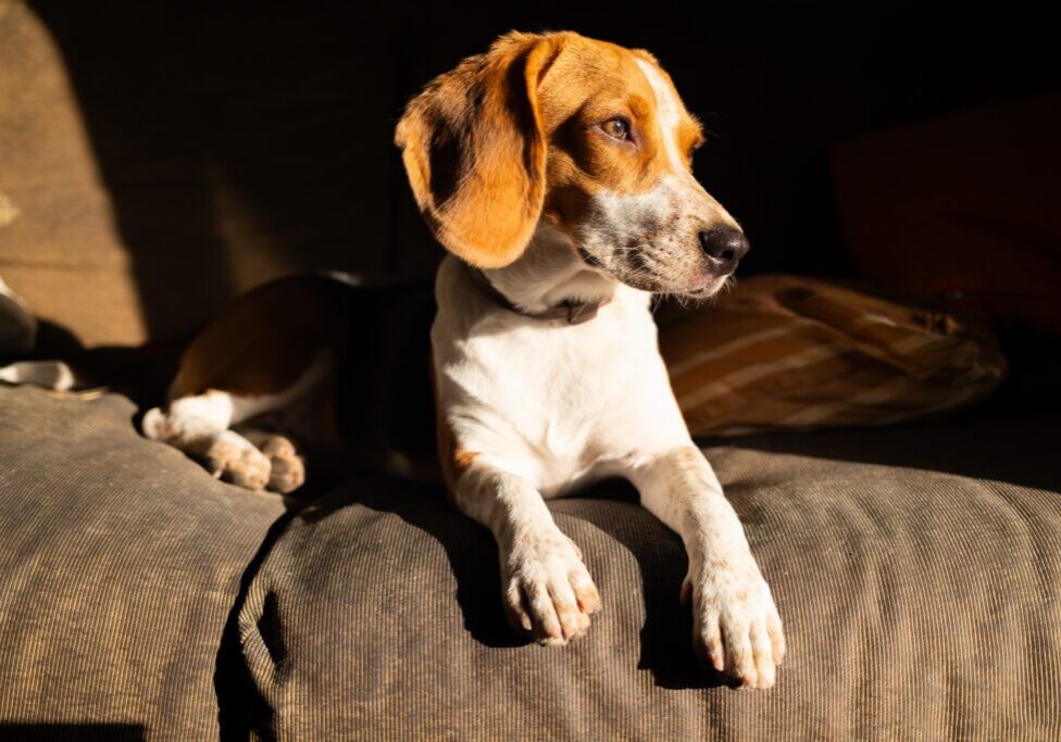Beagle dog lounging on a sofa.